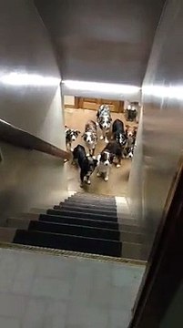 Regardez ces chiens qui montent chacun leur tour en entendant leur nom... Dressage parfait