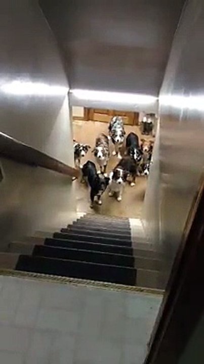 Regardez ces chiens qui montent chacun leur tour en entendant leur nom... Dressage parfait