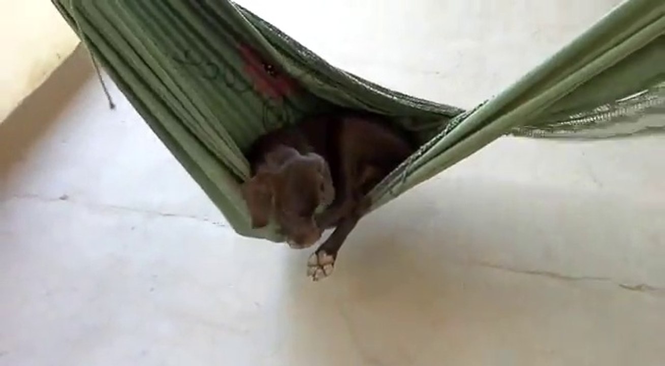 Ce chien a une grande maitrise de son Hamac... Plus doué que nous pour s'y coucher