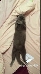 Ce chat se fait une grosse sieste crapuleuse... Trop mignon