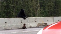 Cette maman ours sauve sont petit coincé sur la route