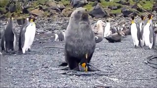 A Giant Seal Gets Caught On Camera Having S.e.x With A Penguin (NSFW)