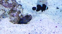 Un gobie trolle un autre gobie qui creuse une petite caverne sous un rocher dans un aquarium