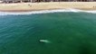 Gray whale swims incredible close to shore off California