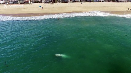 Gray whale swims incredible close to shore off California