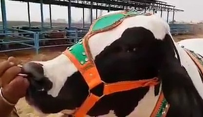 Jinnah cattle farm DHAGGA 2016