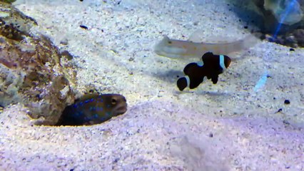 Un poisson fait une petite blague à un autre poisson...