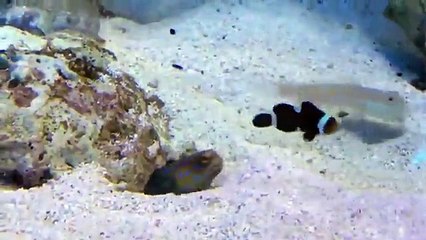 Cette scène est à mourir de rire : un poisson trolle un autre poisson