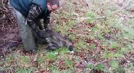 Un sanglier pris au collet libéré