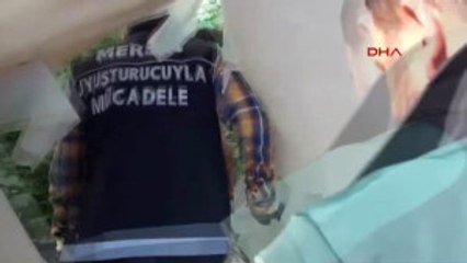 Mersin Salatalık Serasına Hint Keneviri Ekmişler