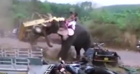 Çılgına Dönen Fil Ortalığı Birbirine Kattı