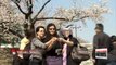 Fragile beauty of cherry blossoms appreciated across Korea