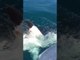 Fisherman Shoos White Pointer Shark With Broom