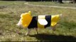 Adorable Piglet Dressed as Bumblebee