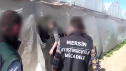 Salatalık Serasına Uyuşturucu Operasyonu
