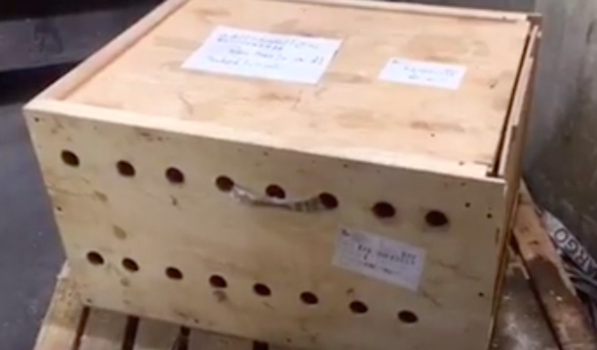 Caixa Abandonada Em Aeroporto Durante 7 Dias Com Animais No Interior!