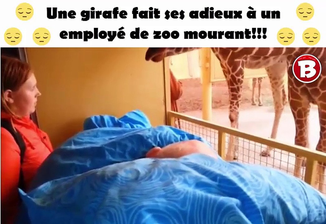 une girafe fait ses adieux à un employé de zoo mourant!!!