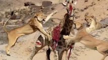 Most Amazing Wild Animals Attacks giraffe  Attack lions ,Eagles VS Goat Eagles
