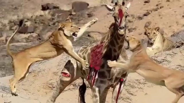 Most Amazing Wild Animals Attacks giraffe Attack lions ,Eagles VS Goat Eagles
