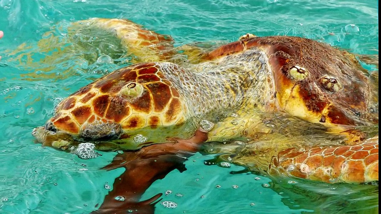 Atoll de Nokanhui - Très au sud du lagon de Nouvelle Calédonie