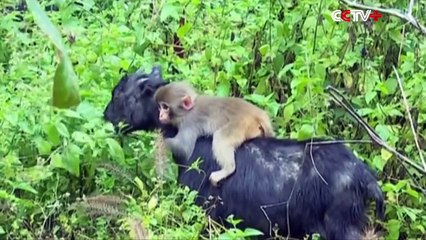 The Monkey That Clings on to Goat's Back