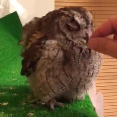 baykuş çok tatlı geliyor