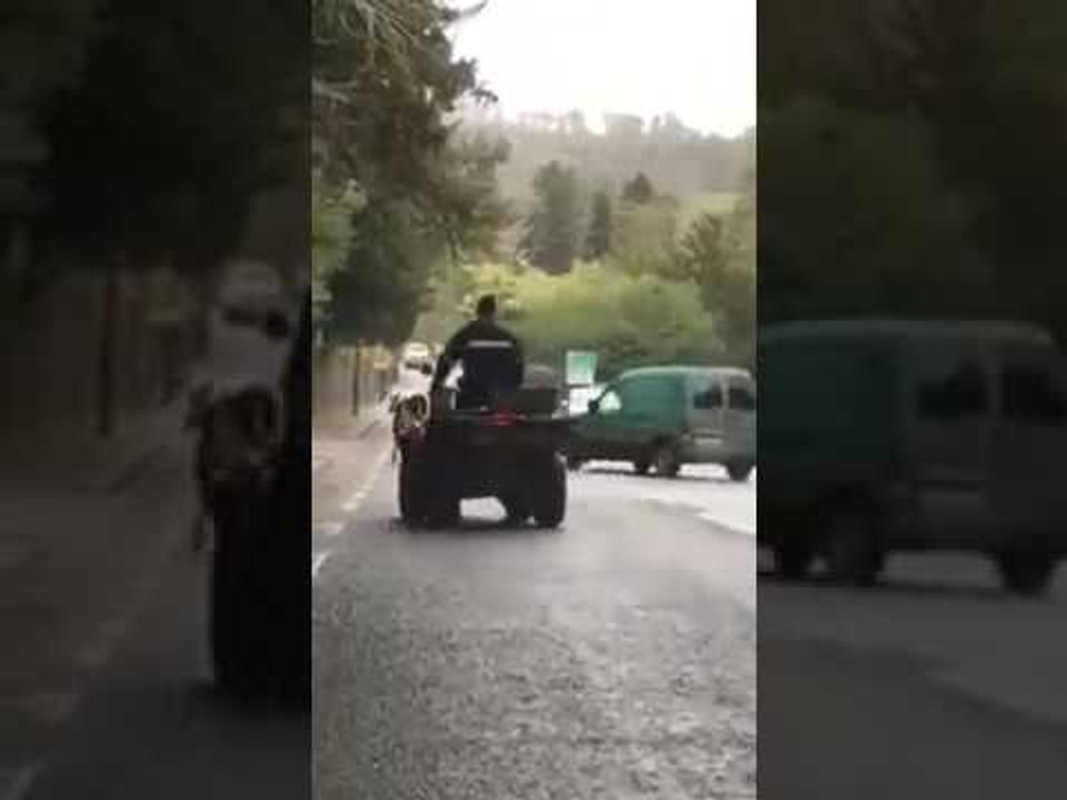 Escaped Cattle on Irish Road Pursued by Farmers and Police