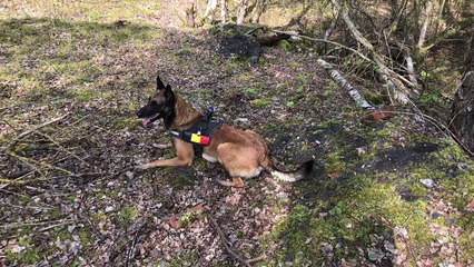 Formation chiens de sauvetage