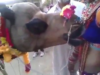 What's the Meaning of 'What's'?