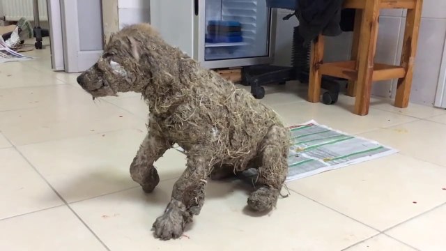 Terrible : des gamins cruels plongent un chien dans la colle