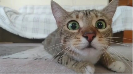 Look What This Cat Is Upto | Funniest Cat Compilations | Try Not To Laugh | KIDS VIDEO