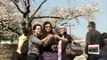 Fragile beauty of cherry blossoms appreciated across Korea