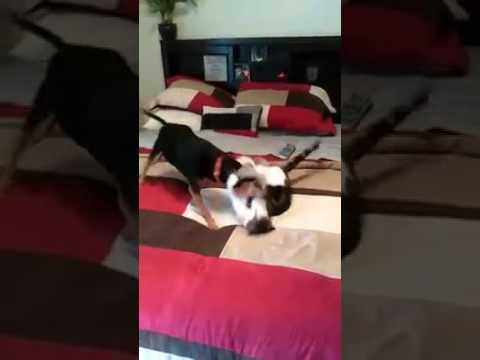 It's Cat vs. Dog in the Adorable Battle of the Century