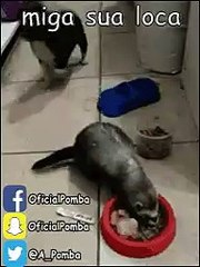 NÃO QUERO QUE COMA MINHA COMIDA KKKK