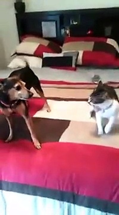 It's Cat vs. Dog in the Adorable Battle of the Century