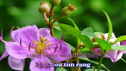 [Karaoke] HOA TÍM NGƯỜI XƯA - Thanh Sơn (Giọng Nam)