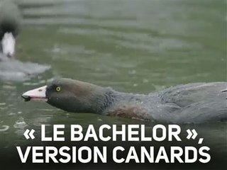Une cane a le choix entre deux mâles... ça déménage !