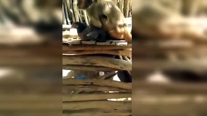 Accouplement d'un singe et une poule...WTF !