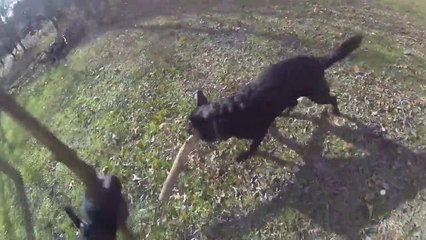Combat à l'épée entre un chien et son maître !