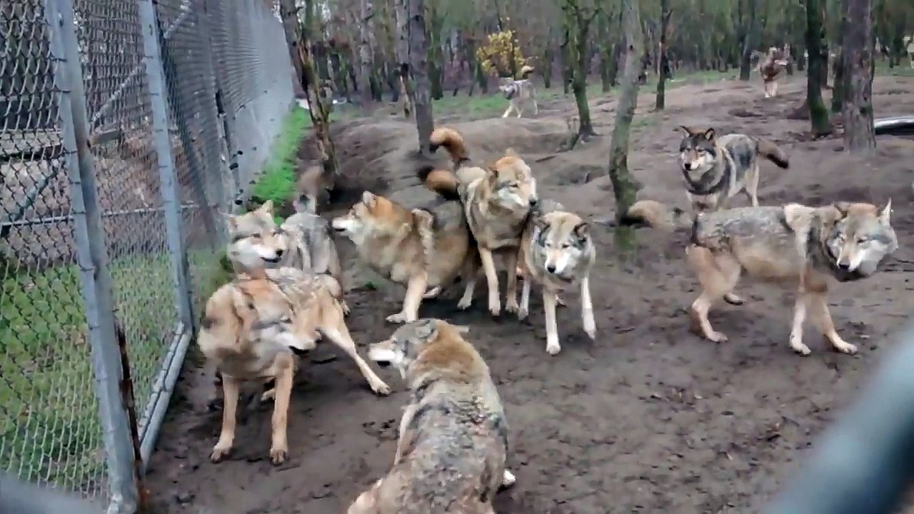 Attaque d'une meute de loup sur un solitaire !