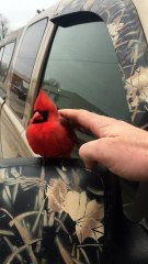 Red Cardinal Bird Comes to Visit
