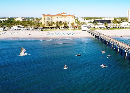 Beach Birds - South Florida Deerfield Beach