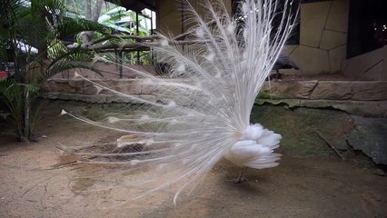 錯過可惜  稀有全白的孔雀孔雀开屏！真的美翻了 (white peacock) 香港 HONG KONG