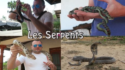 Les Serpents (SRI LANKA) 1er Expérience Assez Chaude ! Le Cobra Royal Il Est Vénère lol