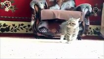 Küçük kaplumbağa ve yavru kedinin sevimli oyunları
