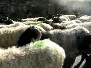 TroupeauDeBrebisEnvironsDeMendive