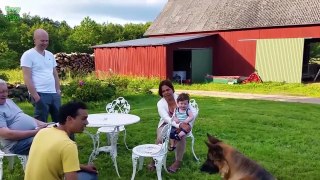 Cute Babies Laughing at Dogs Compilation 2016