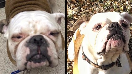 Vets Give &apos;Blind&apos; Homeless Bulldog His Sight