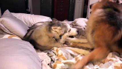 Ce berger allemand ne veut pas laisser son copain dormir !