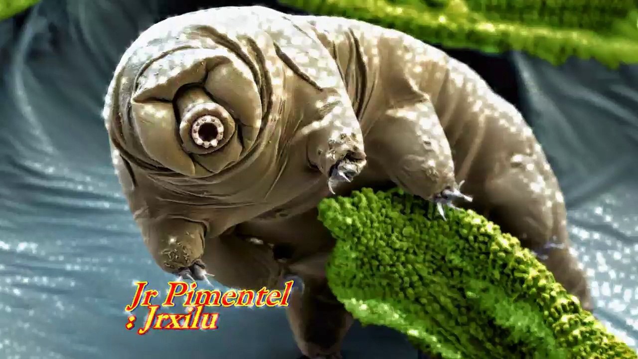 DIABO DA TASMANIA, ANIMAIS SELVAGENS
